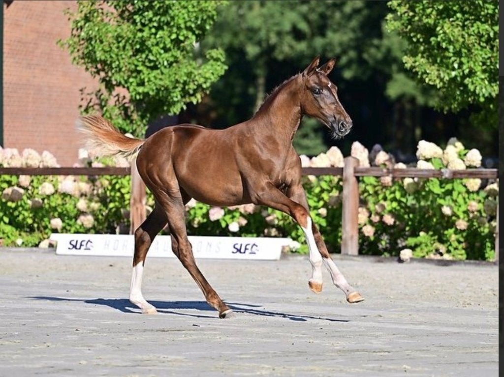 Springpaard veulen, Merrie, Springpaard, Met stamboom, Niet van toepassing