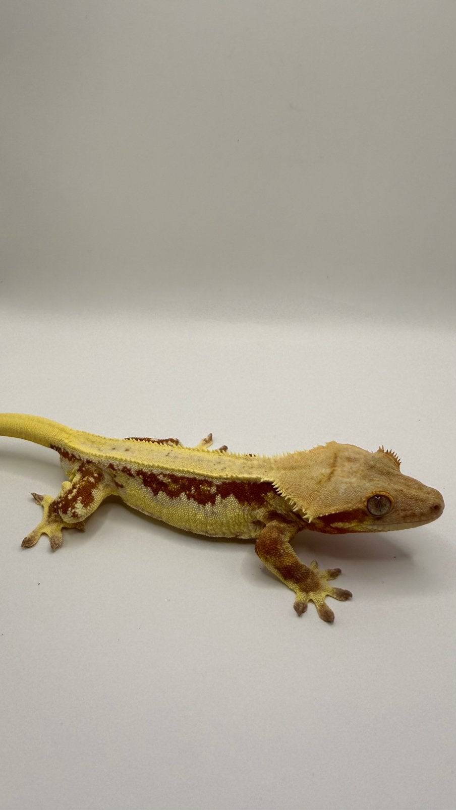 Wimpergekko