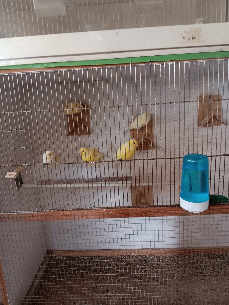 Yorken, Dieren en Toebehoren, Vogels | Kanaries, Meerdere dieren, Postuurkanarie
