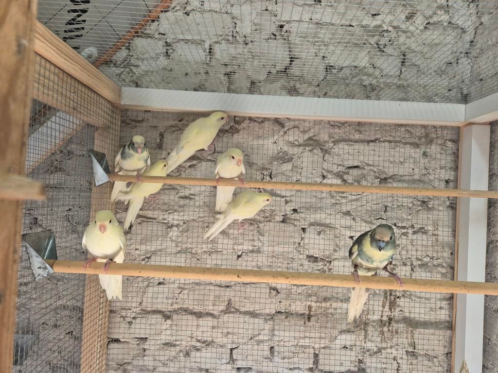 Kakarikis, Dieren en Toebehoren