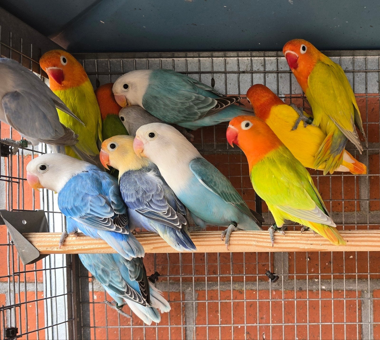 Diverse Jonge Fischeri 2026, Plusieurs animaux, Perroquet nain ou Inséparable, Bagué