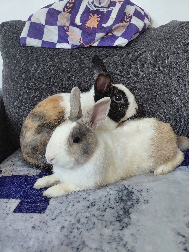 2 konijnen mannetje, Dieren en Toebehoren, Mannelijk, Klein, 0 tot 2 jaar
