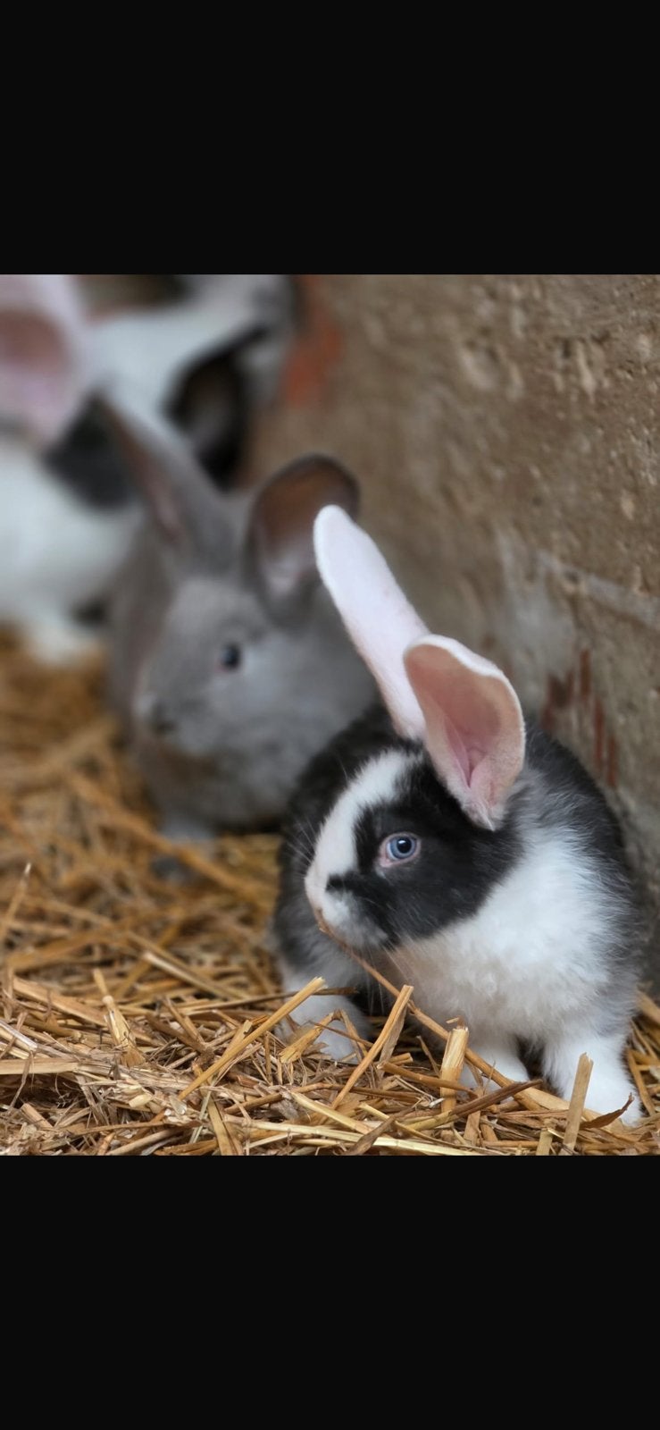 Vlaamse reuzen, Plusieurs animaux, Grand, 0 à 2 ans