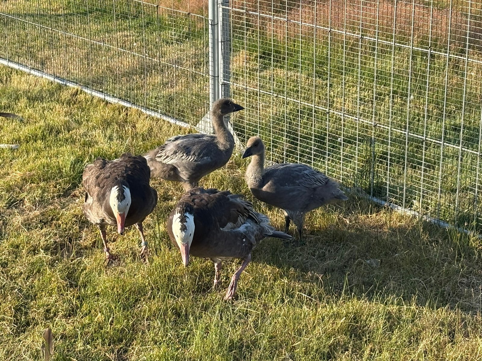 Blauwe sneeuwganzen, Animaux & Accessoires, Volatiles, Plusieurs animaux, Oie ou Cygne