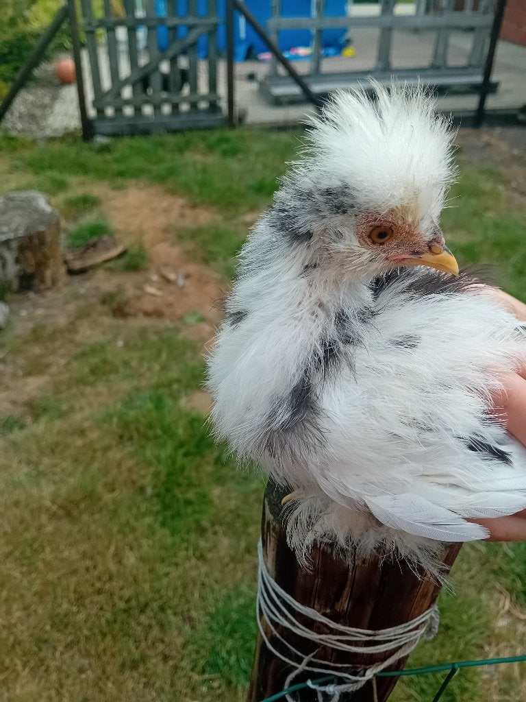 Zijdehoen, Dieren en Toebehoren, Pluimvee, Meerdere dieren, Kip