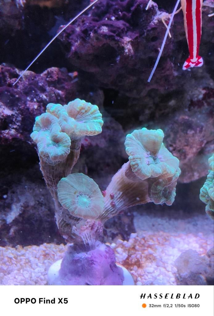 Caulastrea furcata, Animaux & Accessoires, Poissons | Aquariums & Accessoires, Enlèvement