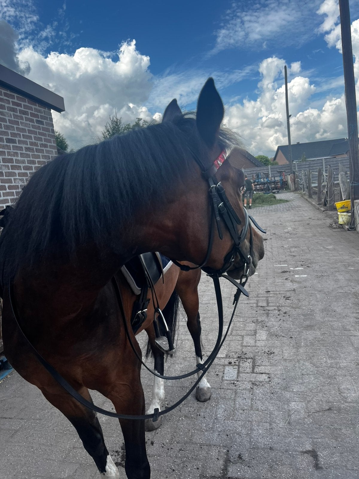 Leuke C pony te koop, Avec pedigree, Débourré, Moins de 160 cm, Cheval de récréation