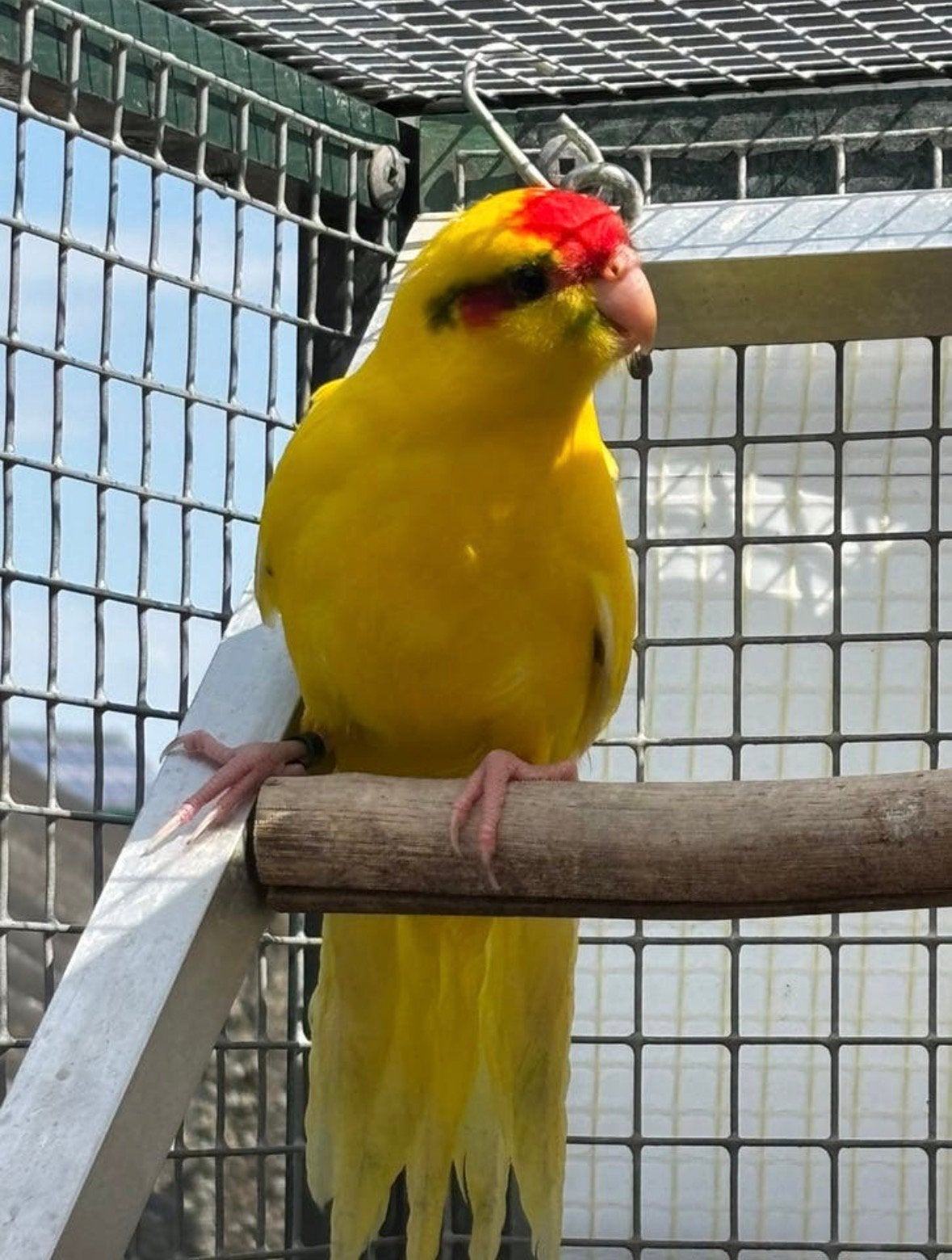 2 jonge kakariki’s sociaal houden van spelen, Animaux & Accessoires, Oiseaux | Perruches & Perroquets