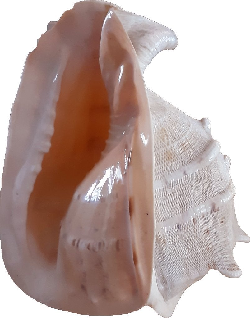 Grande coque de casque, Collections, Enlèvement ou Envoi, Coquillage(s)
