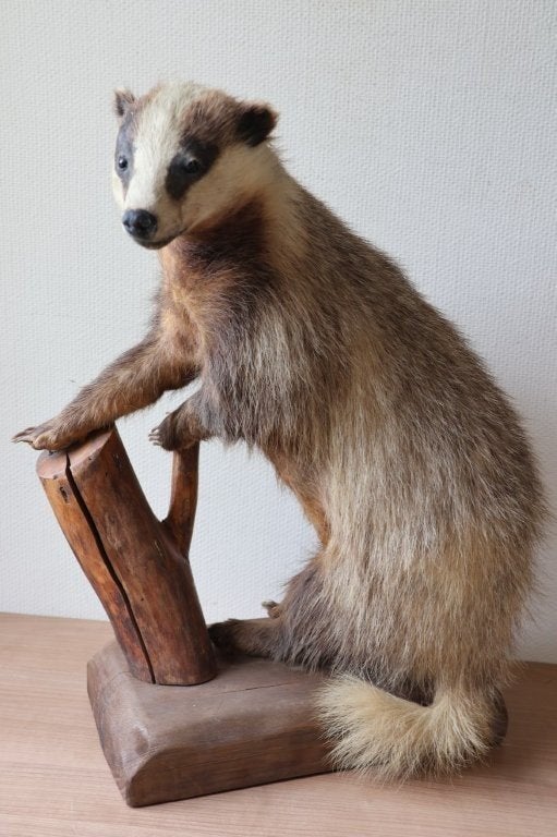 Taxidermie opgezette das, Ophalen, Gebruikt, Opgezet dier