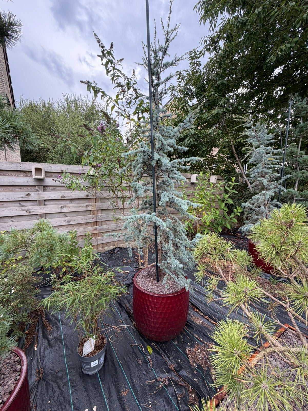 2x Cedrus Atlantica Glauca - Cèdre bleu de l'Atlas, Enlèvement