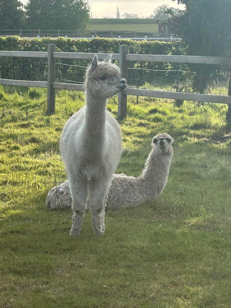 Alpaca 1 merie  en hengst zoon. En papa hengstSamen, Animaux & Accessoires, Animaux Autre, Janvier, Plusieurs animaux