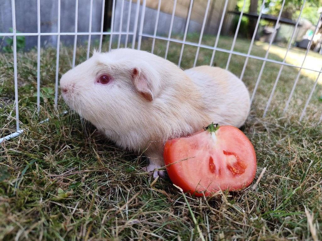 Twee koppels cavia's, Animaux & Accessoires, Rongeurs, Plusieurs animaux, Cobaye, Février