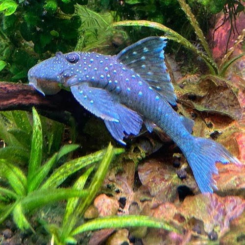 Blue phantom pleco, Animaux & Accessoires