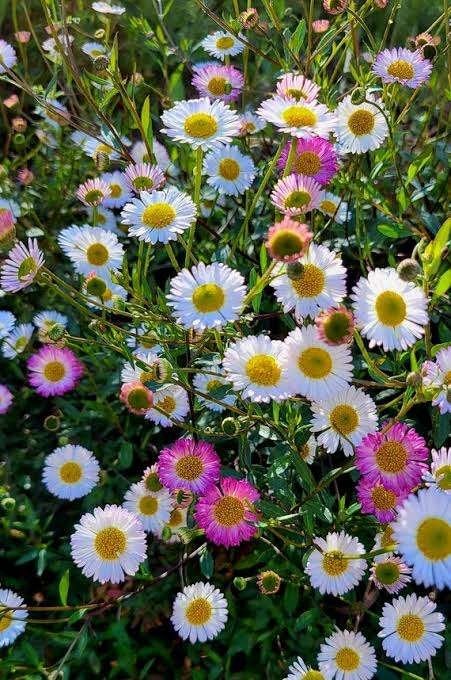 Erigeron Karvinskianus, Ophalen