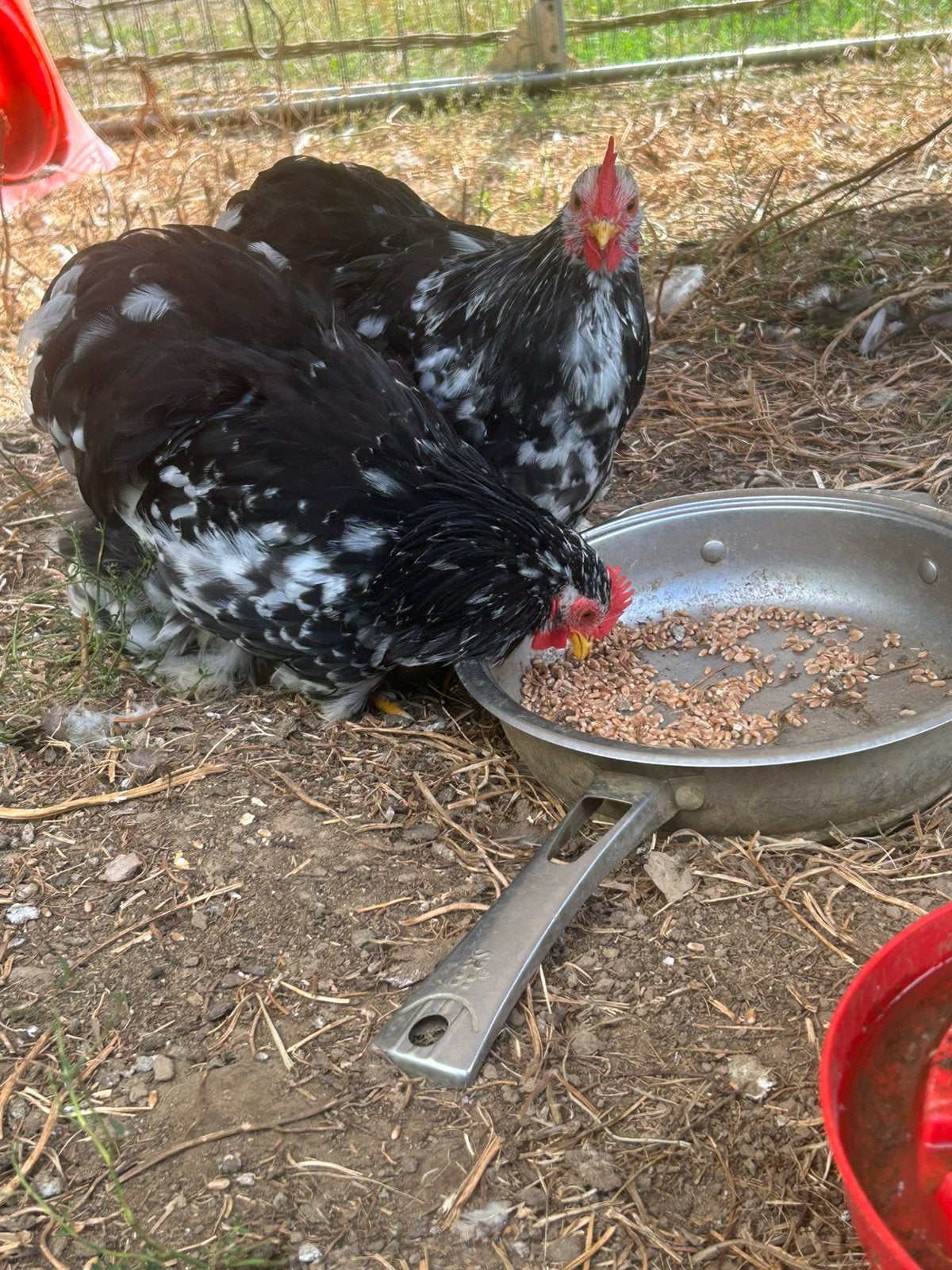 Hanen cochin kriel, Dieren en Toebehoren, Pluimvee
