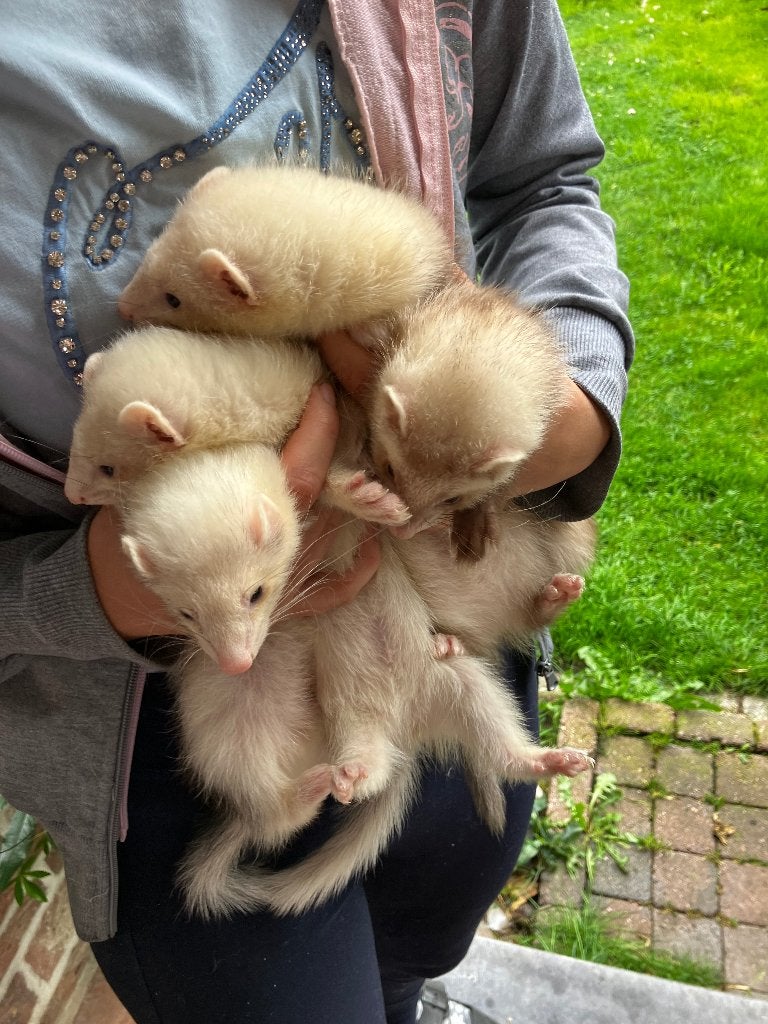 Fretjes, Mai, Mâle