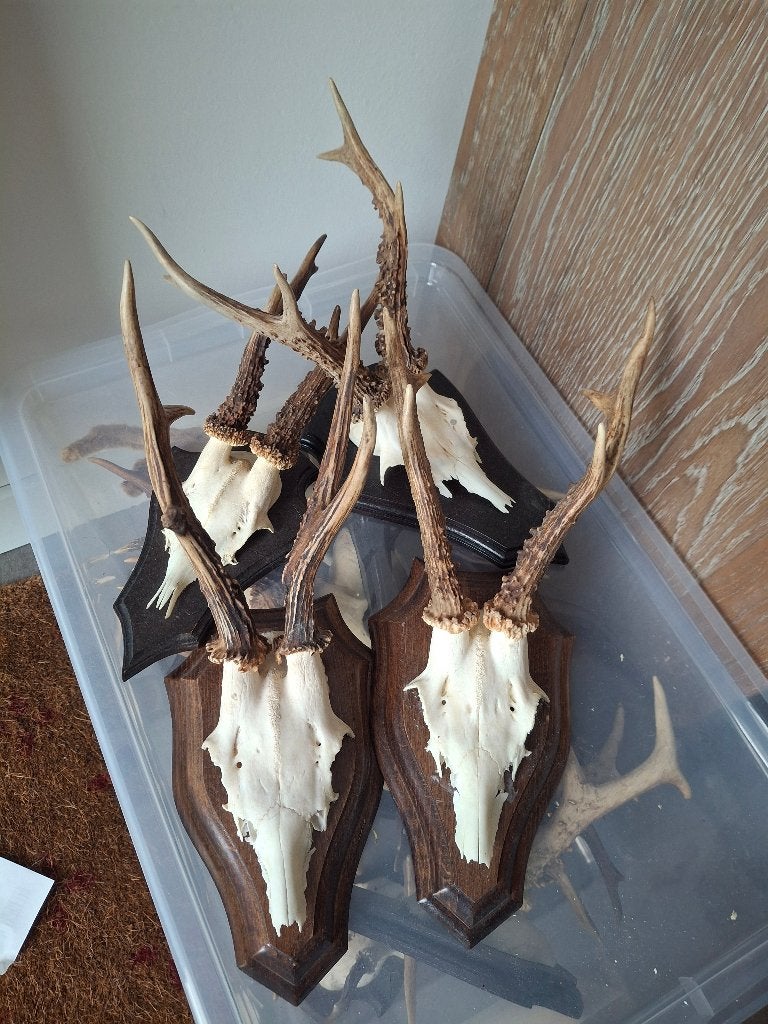 Geweien ree, Collections, Collections Animaux, Comme neuf, Bois ou Tête, Cerf, Enlèvement