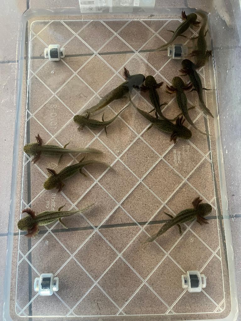 Jonge axolotls, Animaux & Accessoires, Autres types, Poisson d'eau douce