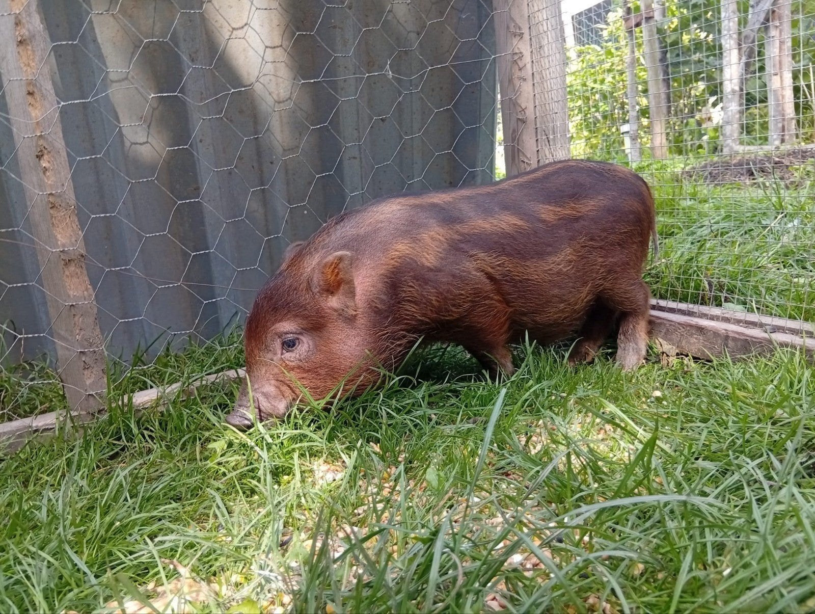 mooie biggen, Dieren en Toebehoren, Juli