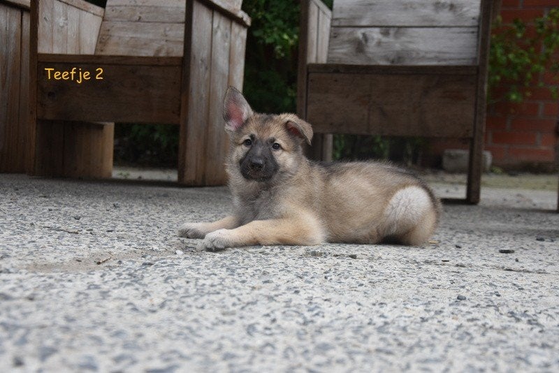 Prachtige grauwe Duitse Herder pup, Maladie de Carré (chiens), Plusieurs, Belgique, Berger