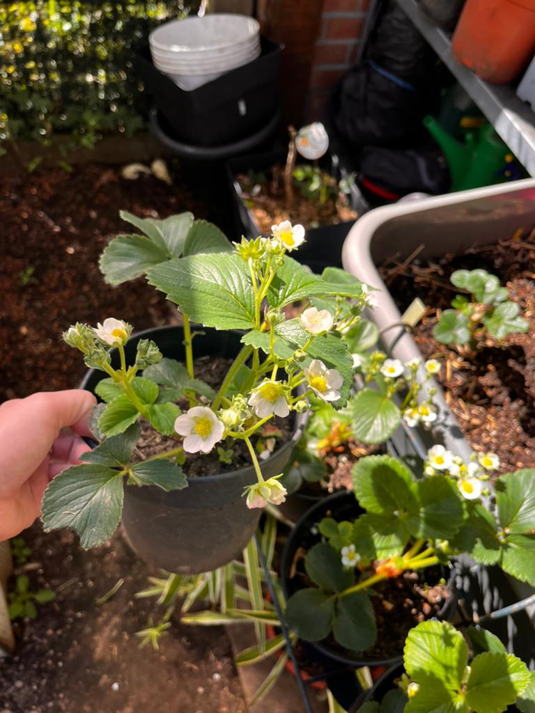Aardbeienplanten in pot met vruchten, Vaste plant, Ophalen of Verzenden, Halfschaduw, Fruitplanten