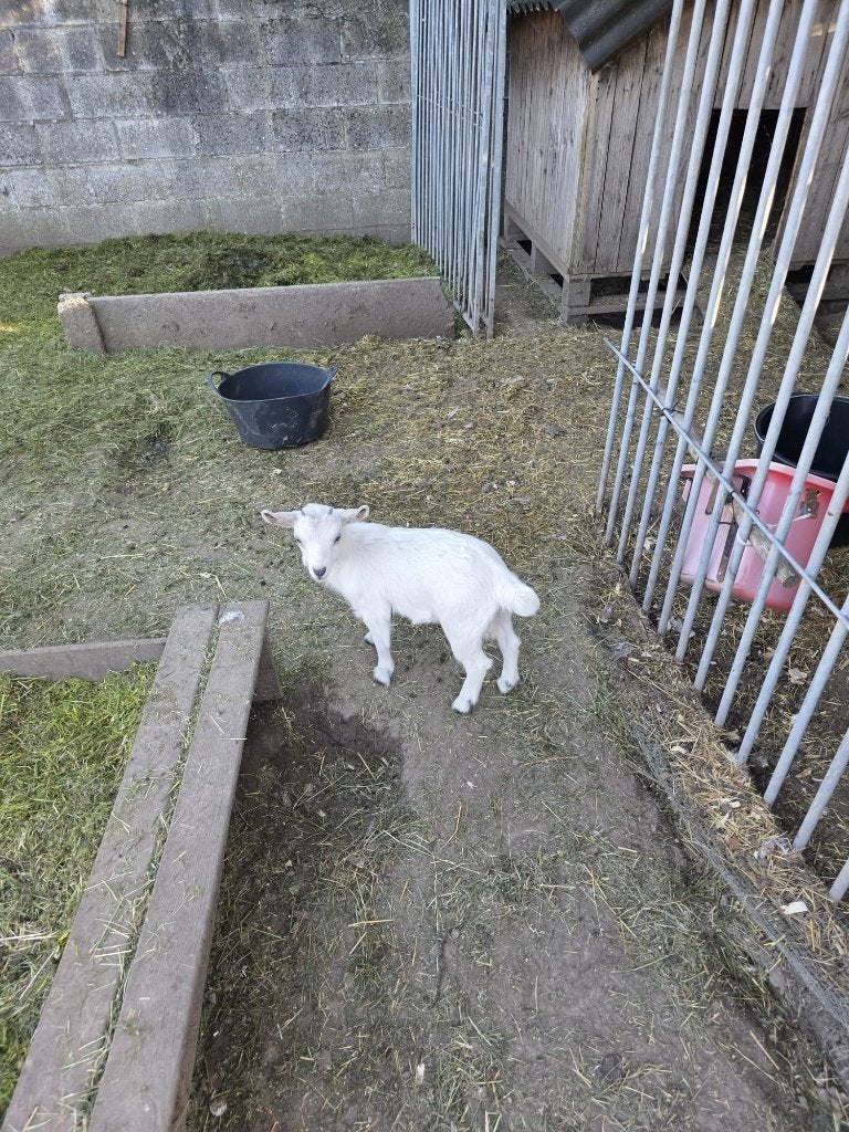 Chèvre 3 mois, Animaux & Accessoires, Moutons, Chèvres & Cochons, Femelle, Chèvre, 0 à 2 ans
