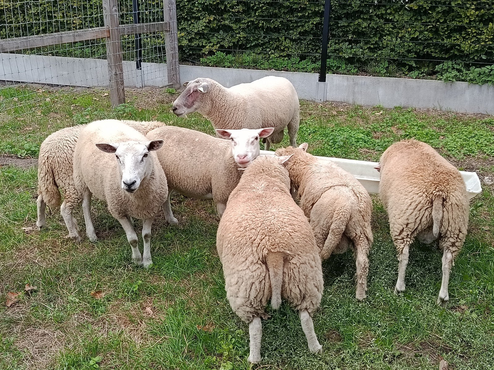 rammen en ooien, Mâle