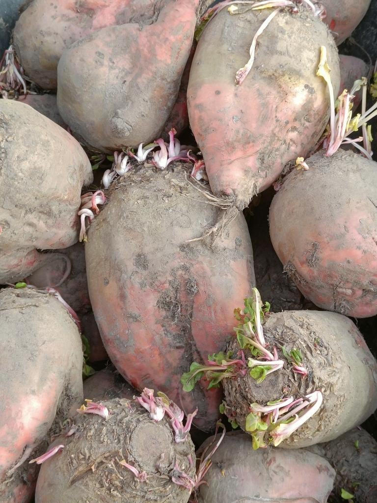 Voeder bieten - voederbieten, Ophalen