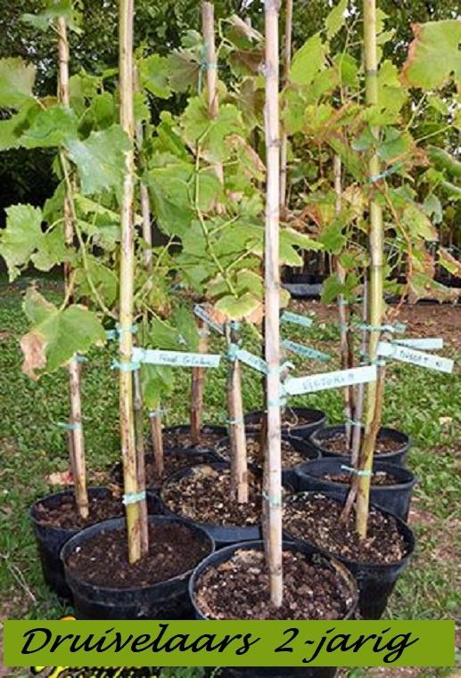 DRUIVELAARS, Blauwe en Witte, 12€/stuk, 2 stuks voor 20€, Tuin en Terras, Planten | Tuinplanten, Volle zon, Vaste plant, Ophalen of Verzenden