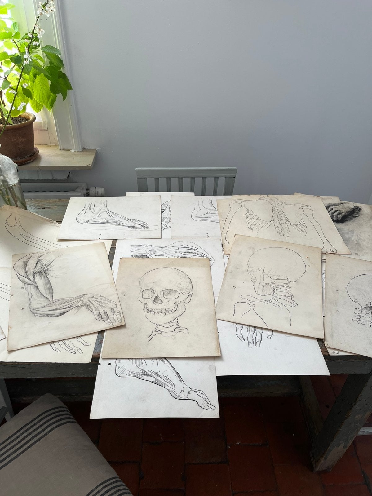 TEKENINGEN ANATOMIE ACADEMIE 21 STUKS OSTEOLOGIE, Ophalen of Verzenden