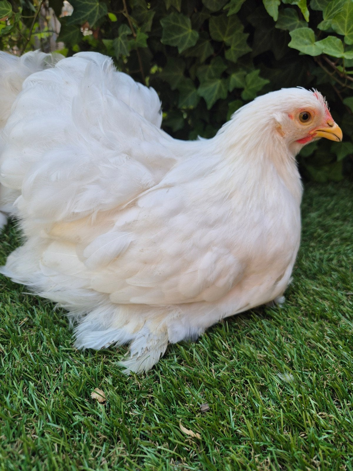 Witte cochinns
