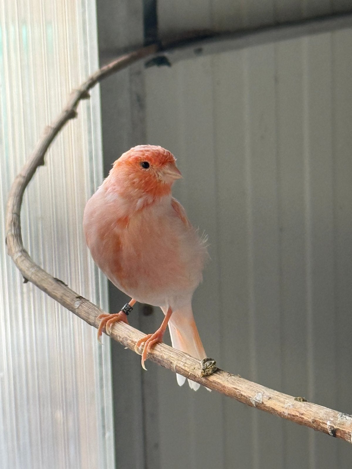 Canaris, Animaux & Accessoires, Femelle, Canari de couleur