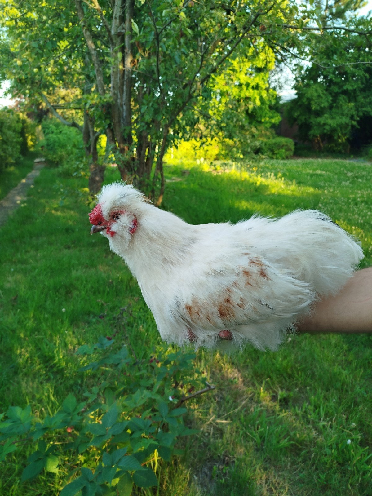 Tétras à soie, Animaux & Accessoires, Mâle, Poule ou poulet