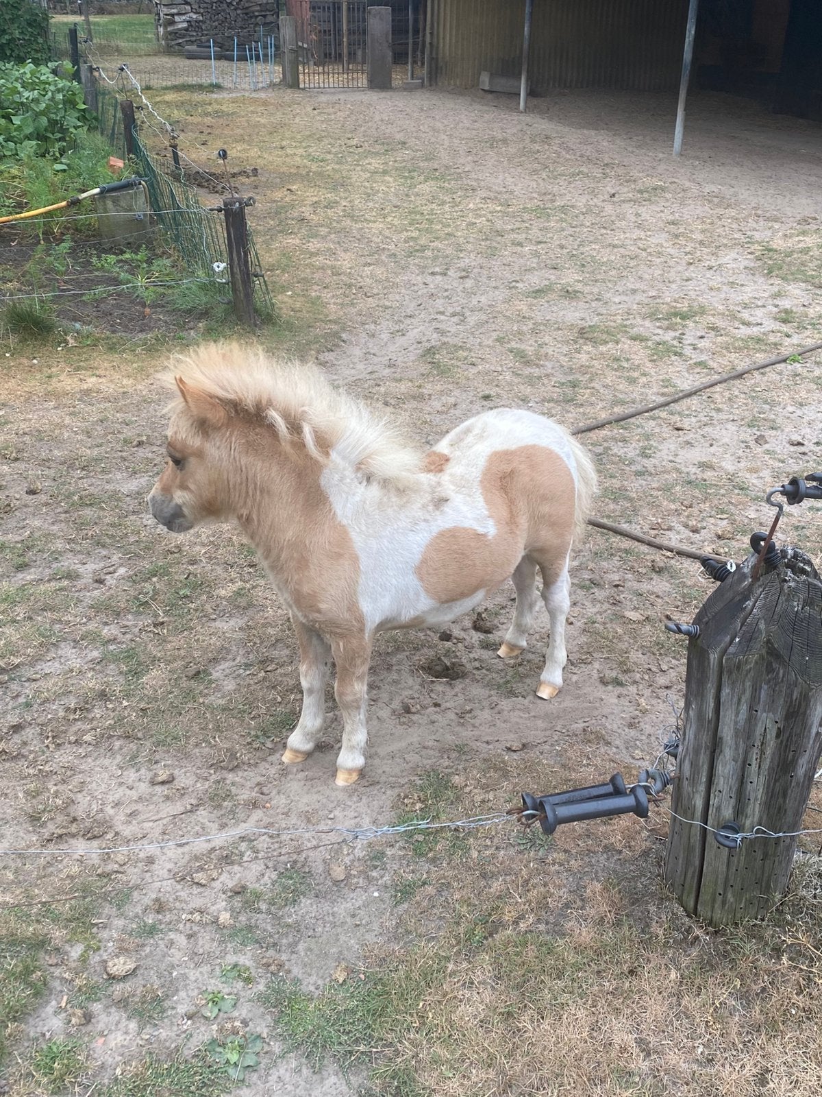 Mini Shetland pony, Étalon, Ne s'applique pas