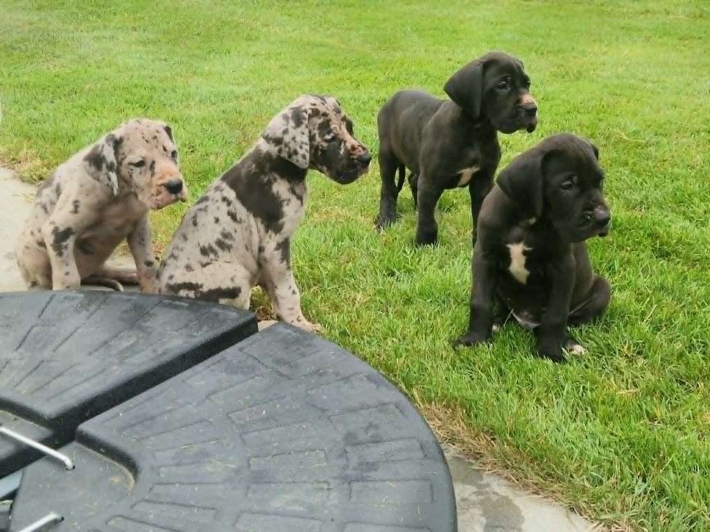 duitse dog pups zwart en grijstijger, Autres races, Plusieurs, Hépatite contagieuse (maladie de Rubarth), Belgique