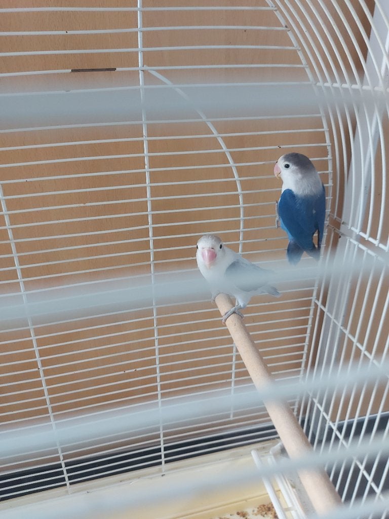 Kppl dwergpapegaaien met kooi, Animaux & Accessoires, Oiseaux | Perruches & Perroquets, Plusieurs animaux, Perroquet nain ou Inséparable