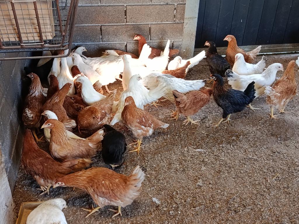 jonge legkippen, Dieren en Toebehoren, Pluimvee, Kip