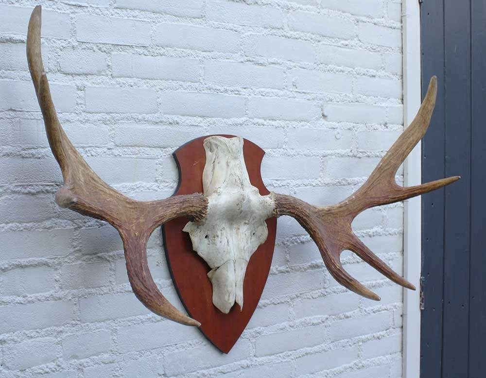 SCANDINAVISCH ELAND GEWEI OP HOUTEN SCHILD (ref. O), Ophalen, Gebruikt, Hert, Gewei of Kop
