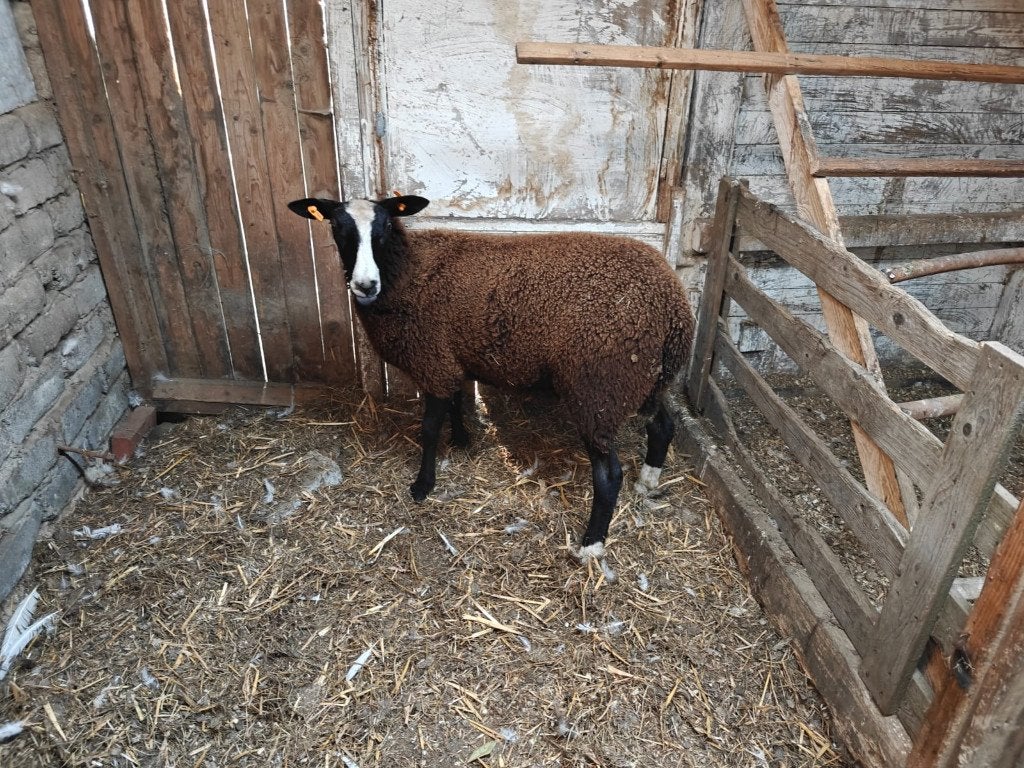 3 zwartbles ooi-lammers, Femelle, Mouton, 0 à 2 ans