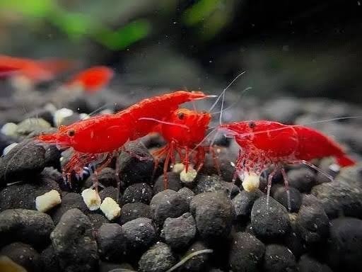 Neocaridina Red High Graded / Volwassen