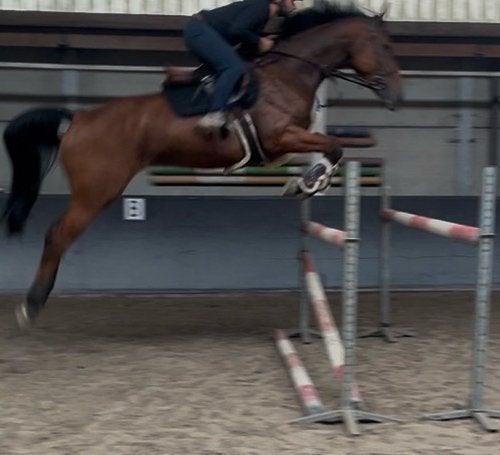 Cheval sautant avec beaucoup de puissance, M, Cheval de saut, 170 à 175 cm, 3 à 6 ans