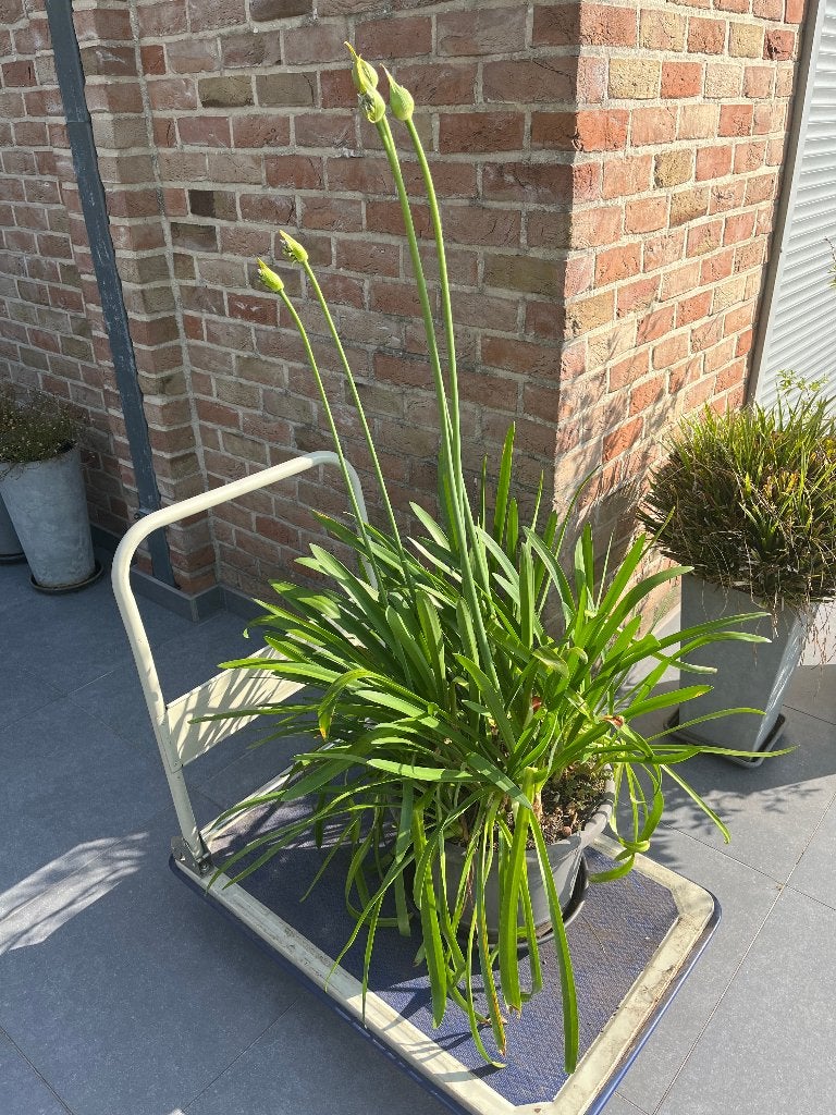 agapanthes, Jardin & Terrasse, Plantes | Jardin, Plante fixe, Autres espèces, Plein soleil, Été, Enlèvement