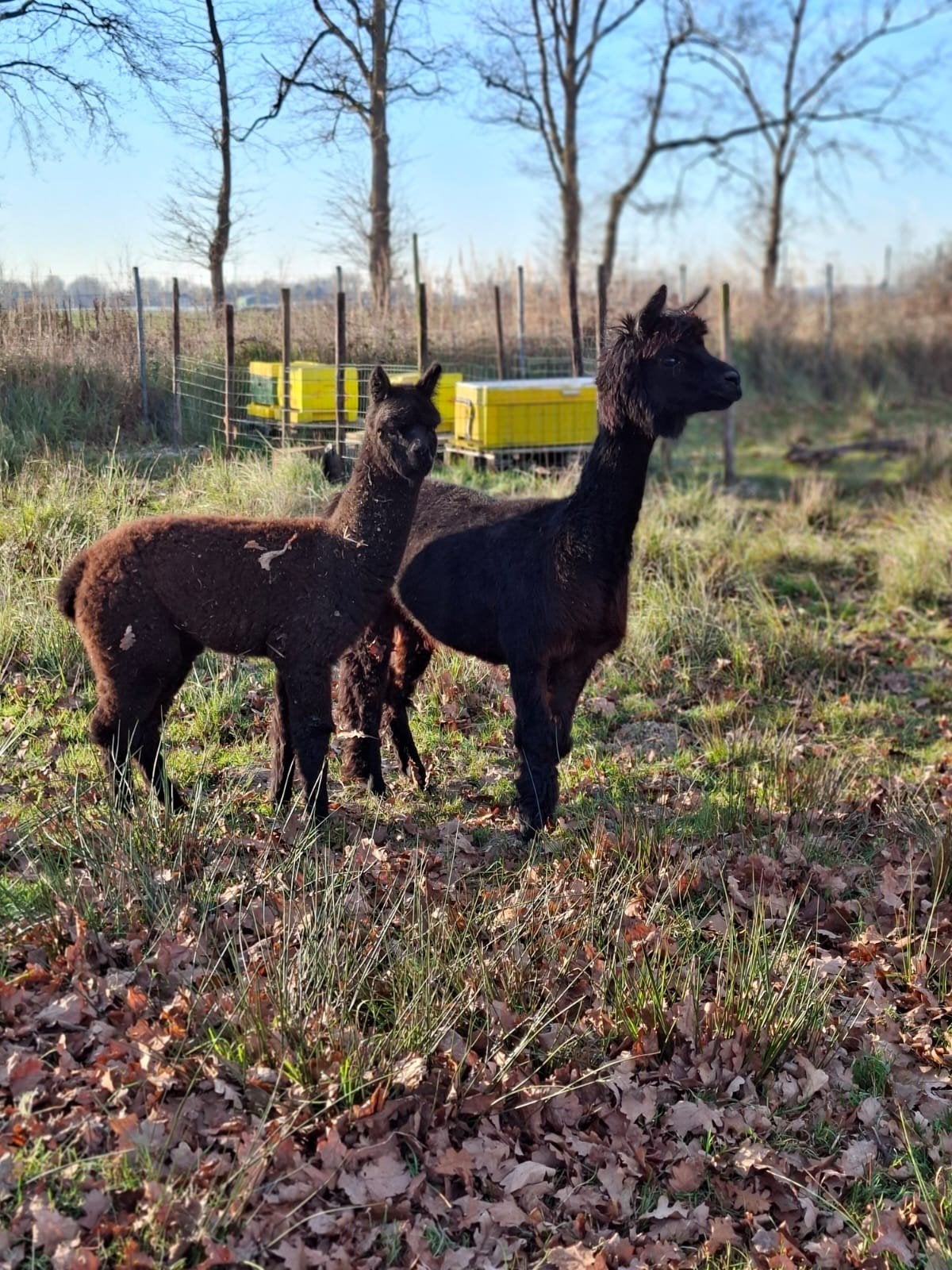 wegens tijdgebrek verkoop ik mijn alpaca's, Dieren en Toebehoren, September