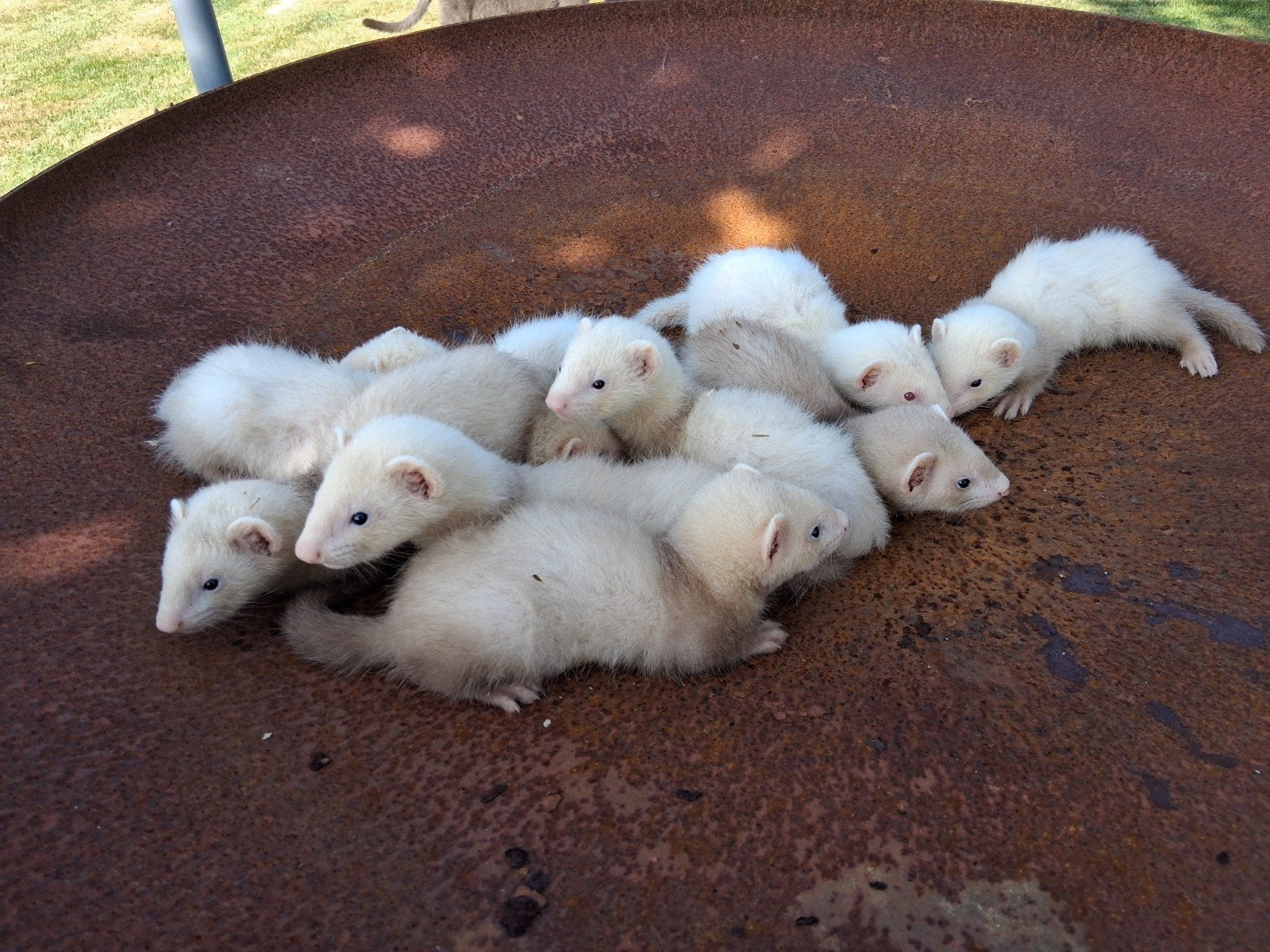 Fretten, Dieren en Toebehoren