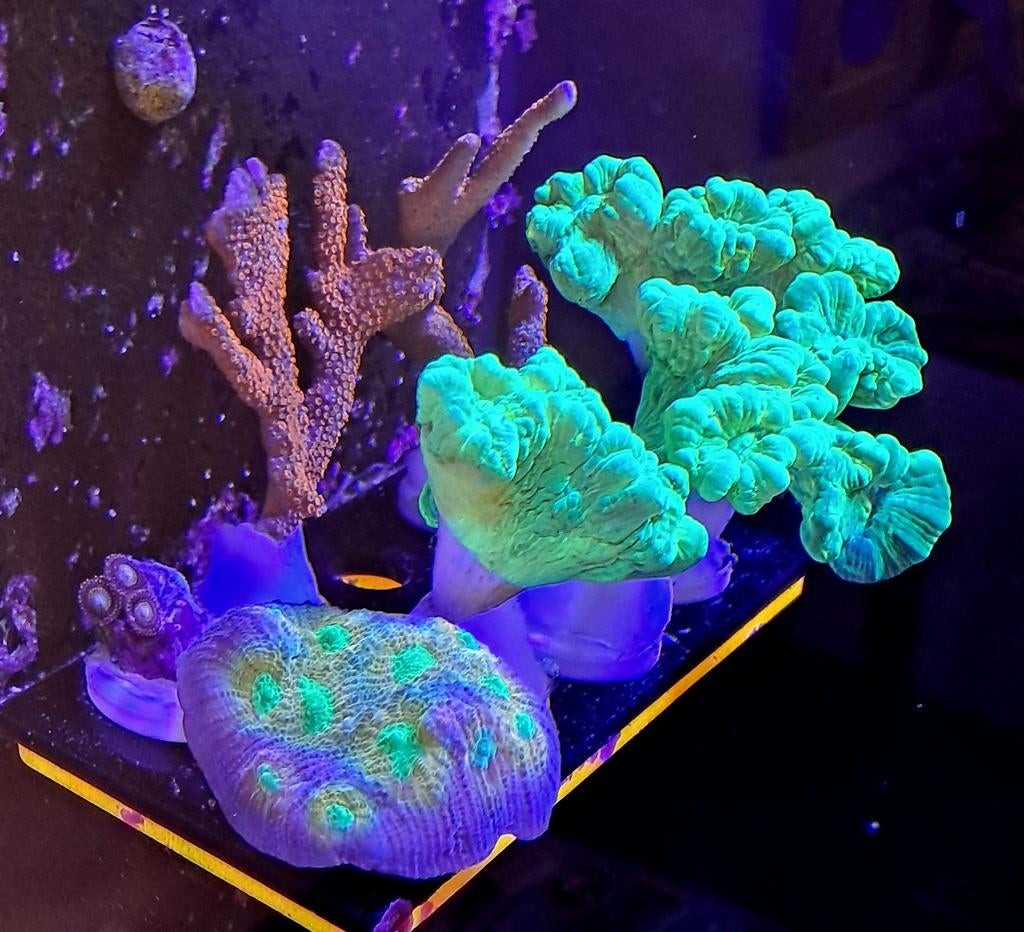 Koraal stekjes/ frags, Dieren en Toebehoren, Vissen | Aquariumvissen