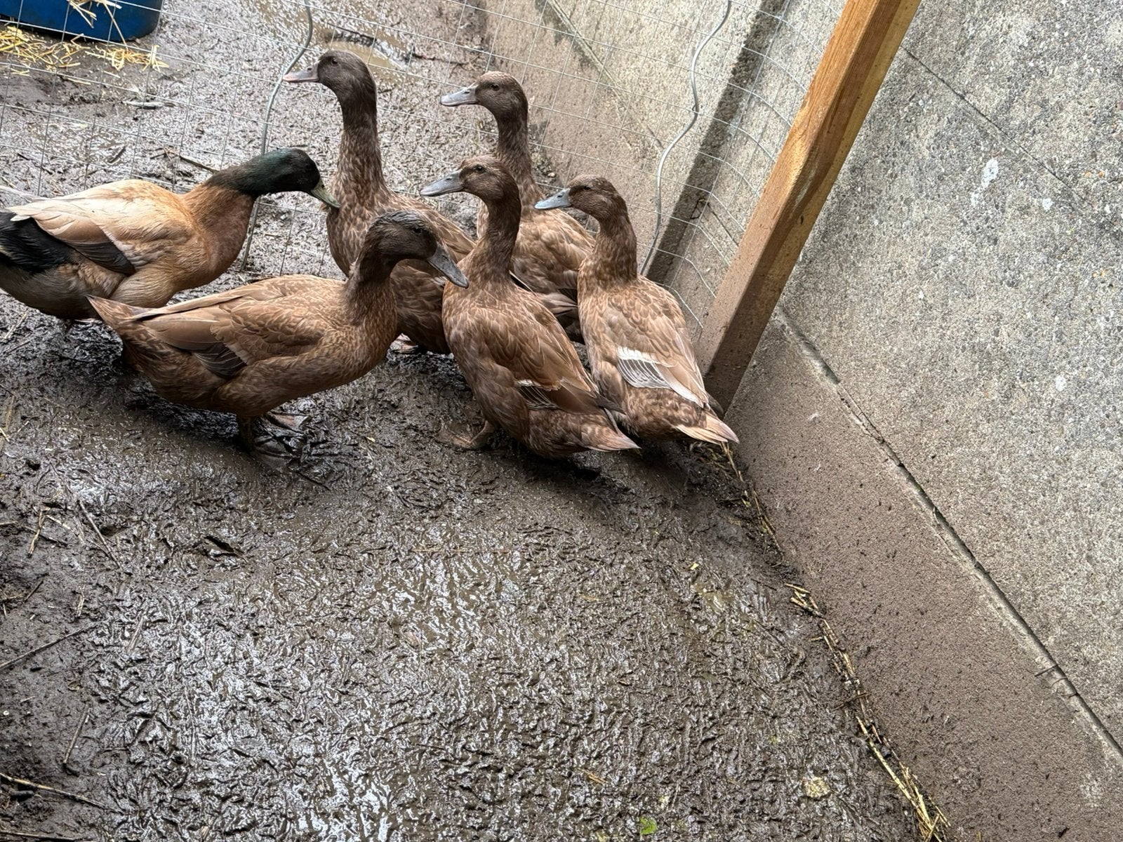 Khaki campbell eenden, Dieren en Toebehoren, Meerdere dieren, Eend