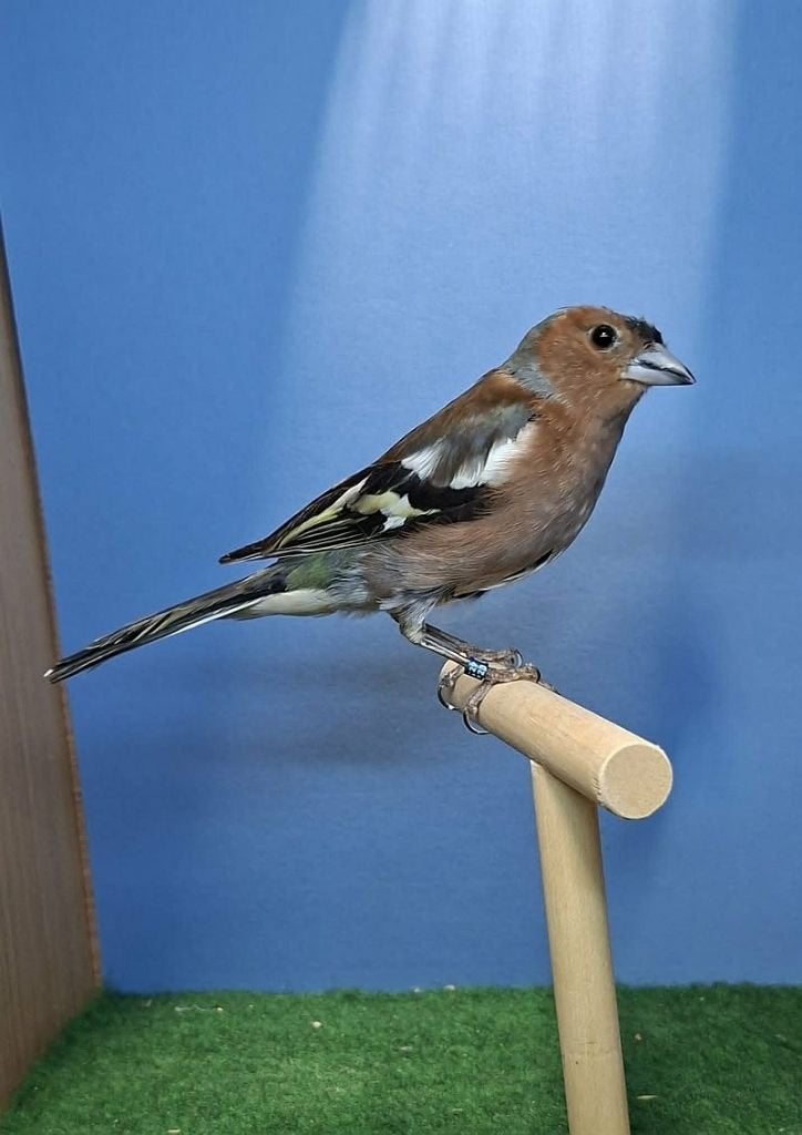 2 Botvink man dominant pastel, Dieren en Toebehoren, Mannelijk, Wildzangvogel, Geringd