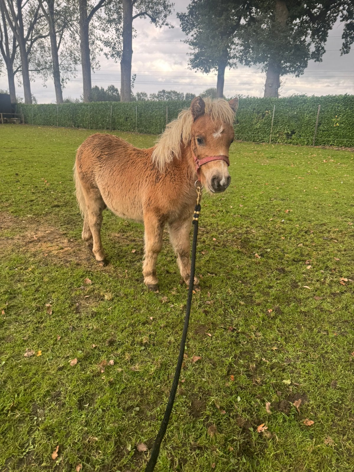 Shetlander, Dieren en Toebehoren, Hengst