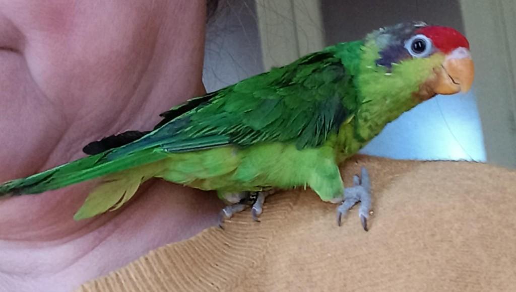 Iris lori, Dieren en Toebehoren, Geslacht onbekend, Papegaai, Geringd